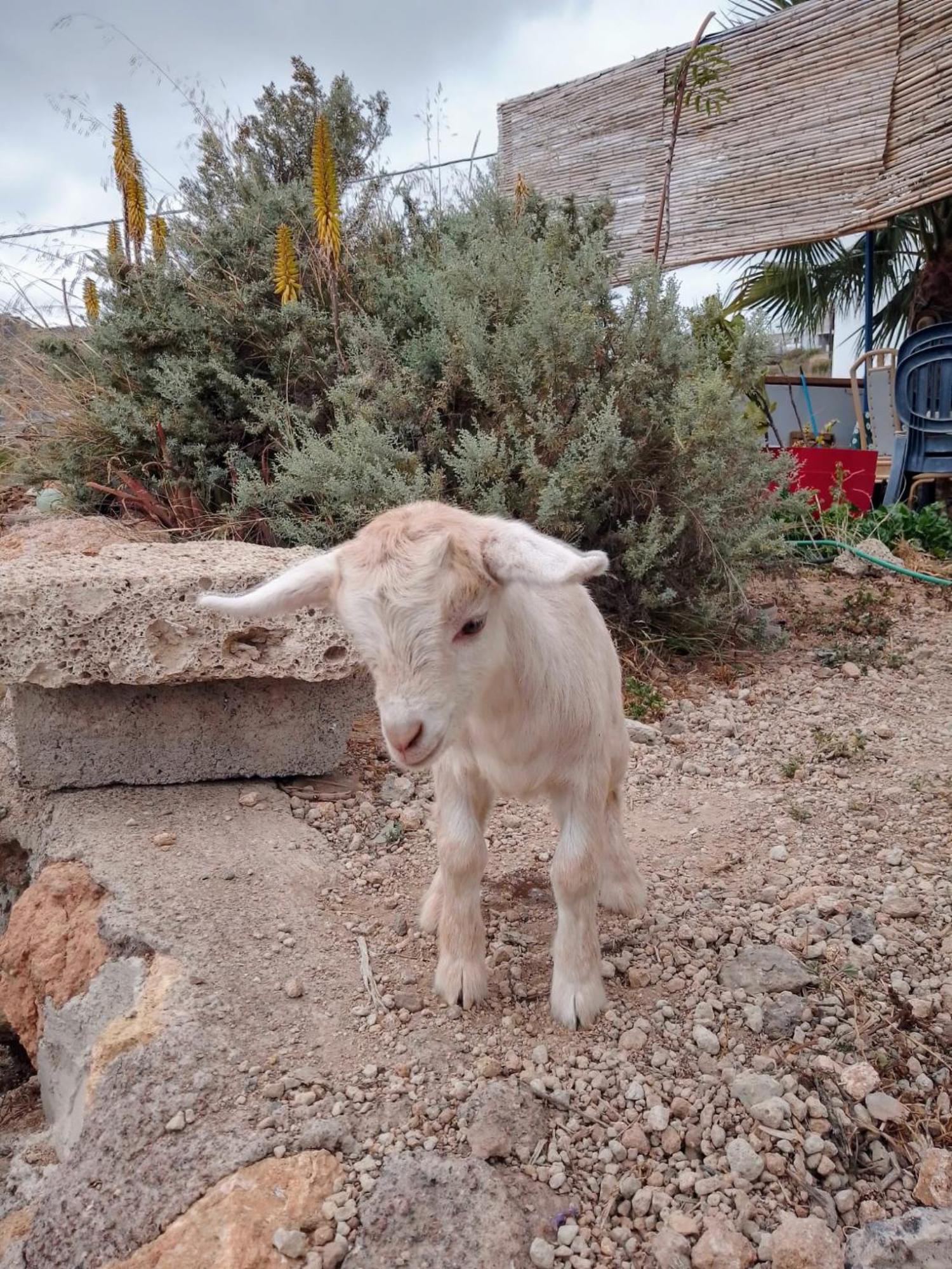 Casa Rural Mary San Miguel de Abona Dış mekan fotoğraf