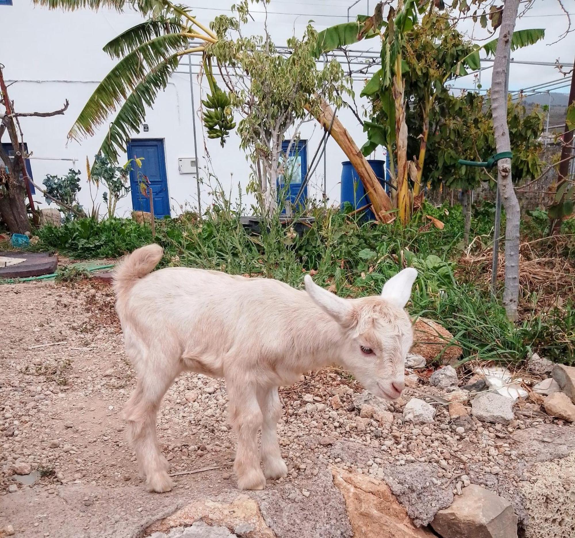 Casa Rural Mary San Miguel de Abona Dış mekan fotoğraf